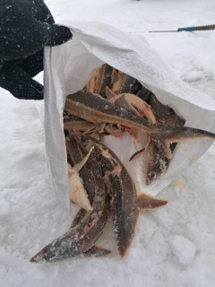 В Республике Татарстан группа местных жителей подозревается в незаконной добыче осетровых рыб